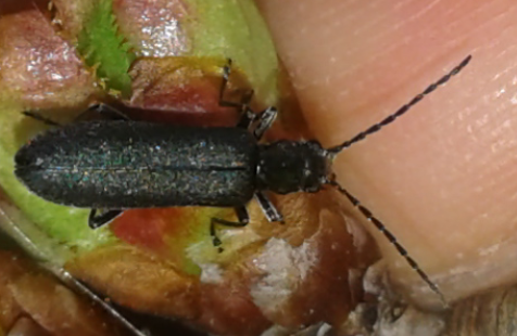 Ischnomera sp. (Oedemeridae)? S.